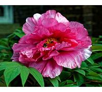 10 graines de pivoine chinoise mixte (Paeonia suffruticosa)