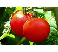 10 Graines de Tomate Alicante - arôme intense de tomate, sorte mi-précoce