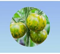 10 graines de tomate green zebra -tomato solanum lycopersicum - rayure verte -