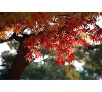 10 Graines d'érable du Japon - jardin arbre bonsaï japonais - ornemental