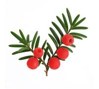 10 Graines d'If Commun (Taxus Baccata) - SemiSauvage Permaculture - graines reproductibles