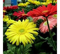 10 graines - Gerbera hybrides Mix Graines de fleurs (Gerbera jamesonii)