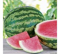 10 graines Triple Crown Hybrid graines de melon d'eau (sans pépins) Une variété rouge meilleur goût