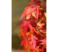 10 JAPANESE MAPLE TREE Acer Palmatum Seeds by Seedville