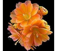 10 Lewisia cotyledon 'praline'. wide orange Color range, GREAT In Containers