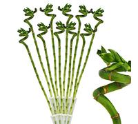 10-pc Lucky Bamboo glücksbambus Dracaena Sanderiana 40cm long