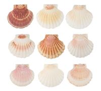 10 Pcs Coquillage Decoration Grande Taille Environ 10-12 cm Coquille de Conque Pétoncle Coquille de Conque Naturelle Poche de Pétoncle de Cuisine Artisanat Apéritif Assiette Collation Décoration