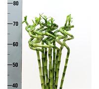 10 pièce lucky bamboo lucky bamboo Dracaena Sanderiana 70 cm de long