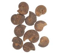 10 Pièces Ammonite Marron Fossile, Modèle Éducatif Lisse Spécimen