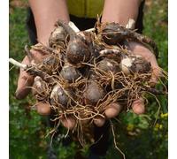 10 pièces de bulbes de Zephyranthès roses, lys de pluie vivaces résistants à l'hiver, plantes en pot, fleurs ornementales faciles à cultiver pour le jardin, cadeau idéal pour les amateurs de nature