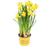 10 pièces de jonquilles Tête-à-Tête en pot de 9 cm - Eveil du printemps pour ta maison