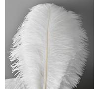 10 pièces de plumes d'autruche, Plumes Grand Pour la maison Décoration de mariage, Bricolage, Plumes d'autruche Vase (Blanc)