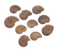 10 Pièces Spécimen D'ammonite Pédagogique en Fossile Marron