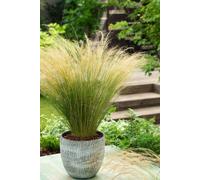 10 pièces Stipa tenuissima Ponytails 20-30 cm - Graminées - Herbe ornementale - rustique - Plantes vivaces