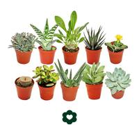 10 succulents différents 5,5cm pot dans un ensemble