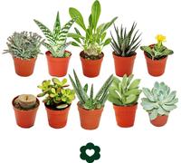 10 succulents différents 5,5cm pot dans un ensemble