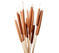 10 tiges de Quenouilles séchées Naturelles, 50 à 60 cm de Haut, de Quenouilles pressée et séchée pour décoration Florale, Arrangement de Mariage, décoration de Campagne