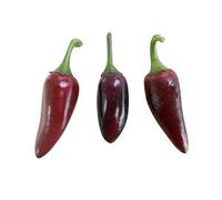 10 x Jalapeno pourpre piment graines