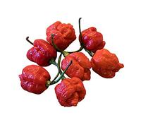 10 x Netteté Reine Moruga Scorpion Rouge Pepper Poivre Graines, De Samenchilishop*