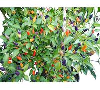 10 x Numex Twilight piment graines