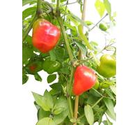 10 x Rocoto piment graines