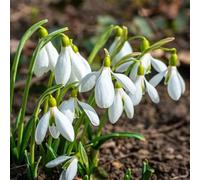 100/150/250/400 Pièces Graines de Perce-Neige, Graines Fleurs à Semer, Galanthus Nivalis en Forme de Cloche, Semences de Perce-Neige, Idéales pour Le Jardin et Balcon, Haute Germination (150Pcs)