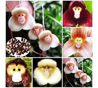 100/200 Graines Rare Orchidée Visage de Singe - Fleurs Exotiques Uniques pour Jardin, Balcon, Intérieur - Plante Ornementale Facile à Cultiver (100)