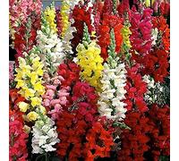 100 Antirrhinum 'Madame Butterfly' F1 Hybrid Mix Flower Seeds: Only Seeds