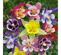 100 bulbes de fleurs naines mixtes de narcisse sont des cadeaux idéaux pour les anniversaires et les fêtes des amis plus âgés. Ils sont faciles à cultiver et ont un taux de germination élevé. Les fleu