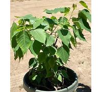 100 Ficus religiosa, Semi semi di albero Peepal, semi Bo Tree, albero della Bodhi, albero sacro, fico paura