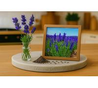 100 Graine Graines de LAVANDE Dentée - Lavandula multifida - Papillon du portugal - Vivace aromatique bleu violet - Fleur Jardin - 410