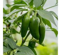 100 Graine Graines de Piment Jalapeno -Capsicum annuum - Vert et Rouge - Jardin - 222
