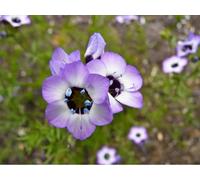 100 Graine Semence - Gilia Tricolor - Yeux D'oiseau - GRAINES Fleurs - oeil d'oiseau - 197