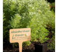 100 graines à semer - Le Grenier d'Abondance - Absinthe Vivace - Artemisia Absinthium