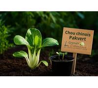 100 graines à semer - Le Grenier d'Abondance - Chou chinois Pakvert - Brassica rapa