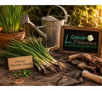 100 graines à semer - Le Grenier d'Abondance - Ciboulail Ciboulette Chinoise - allium tuberosum