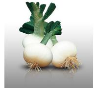 100 Graines À Semer - Le Grenier D'abondance - Oignon Blanc De Rebouillon - Allium Cepa