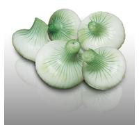100 Graines À Semer - Le Grenier D'abondance - Oignon Blanc Hâtif De Paris - Allium Cepa