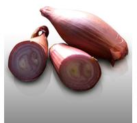 100 Graines À Semer - Le Grenier D'abondance - Oignon Figaro Echalion Cuisse De Poulet - Allium Cepa