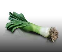 100 graines à semer - Le Grenier d'Abondance - POIREAU de Carentan - Allium Porrum