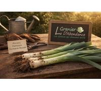 100 graines à semer - Le Grenier d'Abondance - Poireau Fantassin Zwitserse Reuzen - Allium porrum