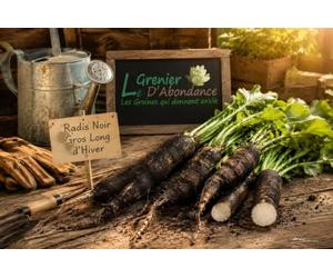 100 graines à semer - Le Grenier d'Abondance - RADIS Noir gros long d'hiver - Radix