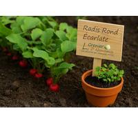 100 graines à semer - Le Grenier d'Abondance - Radis Rond Ecarlate - Radix