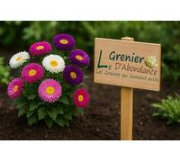 100 graines à semer - Le Grenier d'Abondance - Reine-Marguerite Unicum - Callistephus chinensis Unicum