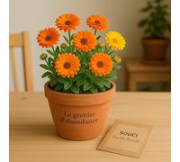 100 graines à semer - Le Grenier d'Abondance - SOUCI Pacific Beauty - Calendula officinalis 'Pacific Beauty'