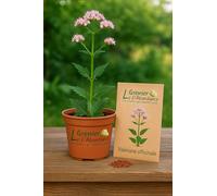 100 graines à semer - Le Grenier d'Abondance - Valériane officinale - Valeriana officinalis