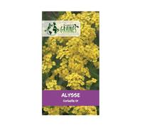 100 Graines Alysse Corbeille d'Or - Aurinia saxatilis Semences Fleurs