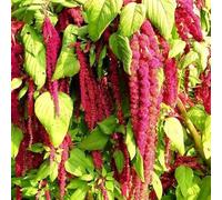 100 Graines Amarante - Queue De Renard ROUGE - 100 graines - Amaranthus caudatus - Fleur ROUGE Eclatant - Jardin - 280