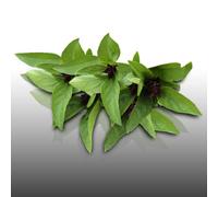 100 graines Aromatiques à semer - Le Grenier d'Abondance - BASILIC Anis - Ocimum basilicum
