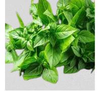 100 graines Aromatiques à semer - Le Grenier d'Abondance - BASILIC Citron Vert - Ocimum basilicum